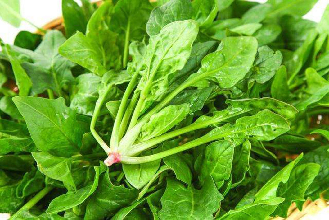 High Quality IQF Chopped Spinach 3/8", Frozen Spinach Chop