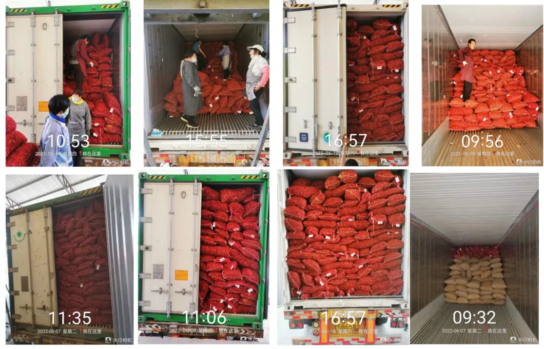 Direct Supply From The Origin/Preferential Price/Red Chilli