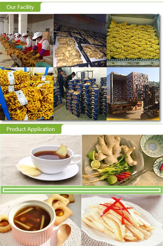 Top Quality Frozen Diced Ginger with Best Price